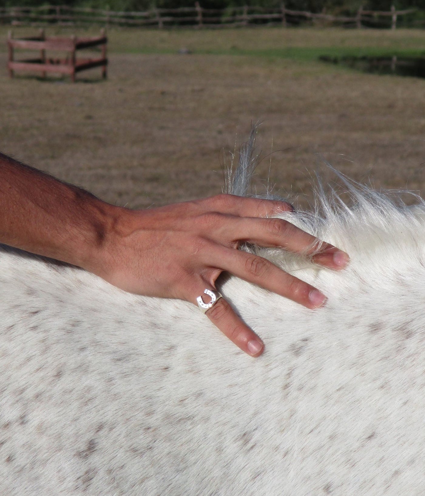 Close-up of a hand wearing a silver horseshoe ring resting on a white speckled horse. Outdoor ranch setting evokes Western lifestyle
