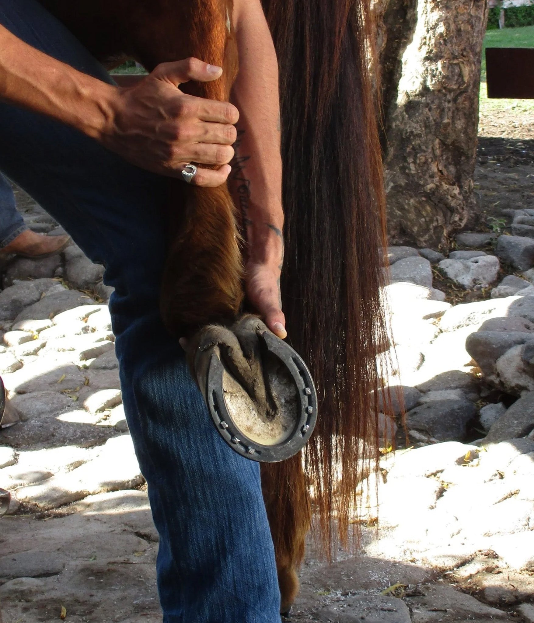 Person holding a horse's hoof with a metal shoe, outdoors on a rocky ground.